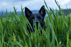 a black dog sitting in tall grass looking at the camera
