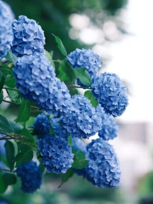 a close up of blue flowers on a tree